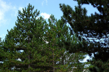 IL PARCO DELLE MADONIE da Polizzi Generosa in Sicilia. Fotografie di Giulio Azzarello &copy;2014.