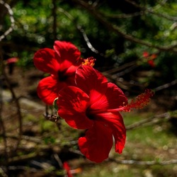 GIARDINO SICILIANO. Fotografie di Giulio Azzarello ©2022. GIARDINO SICILIANO. Fotografie di Giulio Azzarello ©2022.