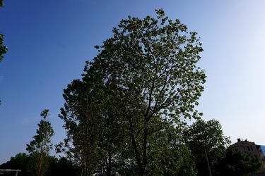 MONDELLO. Fotografie di Giulio Azzarello &copy;2023.