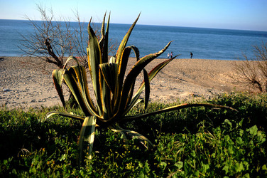 AGAVE selvatica sul mare in Sicilia a Cefalù. Fotografie di Giulio Azzarello ©2014. AGAVE selvatica sul mare in Sicilia a Cefalù. Fotografie di Giulio Azzarello ©2014.