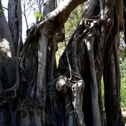 ORTO BOTANICO DI PALERMO. Fotografie di Giulio Azzarello ©2022. ORTO BOTANICO DI PALERMO. Fotografie di Giulio Azzarello ©2022.