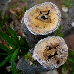 TRONCHI. Fotografie di Giulio Azzarello ©2022.