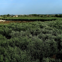 SELINUNTE. Fotografie di Giulio Azzarello ©2022. SELINUNTE. Fotografie di Giulio Azzarello ©2022.