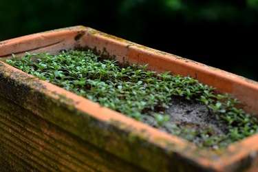GIARDINO SICILIANO fotografie di Giulio Azzarello &copy;2020.