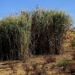 SELINUNTE. Fotografie di Giulio Azzarello ©2022. SELINUNTE. Fotografie di Giulio Azzarello ©2022.