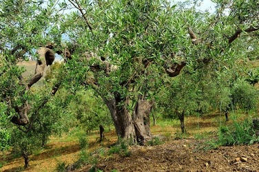 FRANTOIO GULLO ad Aliminusa in Sicilia. Fotografie di Giulio Azzarello &copy;2018.