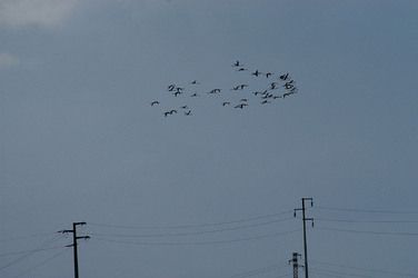 WWF Sicilia le Saline di Trapani. Fotografie di Giulio Azzarello &copy;2014.