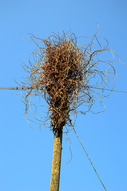 GRANDE NIDO spontaneo in campagna. Fotografie di Giulio Azzarello &copy;2014.
