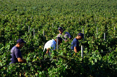 VENDEMMIA a Mazzara del Vallo in Sicilia con i contadini. Fotografie di Giulio Azzarello ©2016. VENDEMMIA a Mazzara del Vallo in Sicilia con i contadini. Fotografie di Giulio Azzarello ©2016.