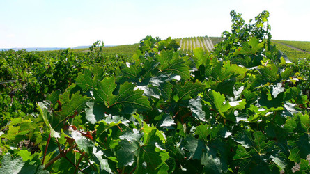 VIGNETO tipico siciliano a Salemi panoramiche e particolari. Fotografie di Giulio Azzarello &copy;2014.