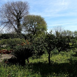 PIANTE. Fotografie di Giulio Azzarello &copy;2022.