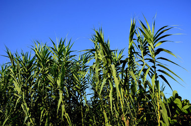 ISOLA DI USTICA la natura. Fotografie di Giulio Azzarello &copy;2016.