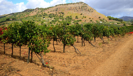 VENDEMMIA di AUTUNNO a S.Cristina Gela in Sicilia. Fotografie di Giulio Azzarello &copy;2016.