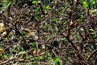 HABITAT NATURA in campagna. Fotografie di Giulio Azzarello ©2015 2016. HABITAT NATURA in campagna. Fotografie di Giulio Azzarello ©2015 2016.