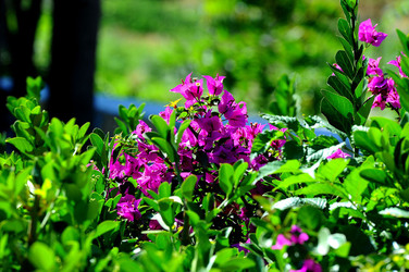 NATURA Violette siciliane in un tipico giardino in estate. Fotografie di Giulio Azzarello &copy;2014.