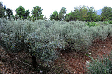 CAMPAGNA SICILIANA. Fotografie di Giulio Azzarello &copy;2016.