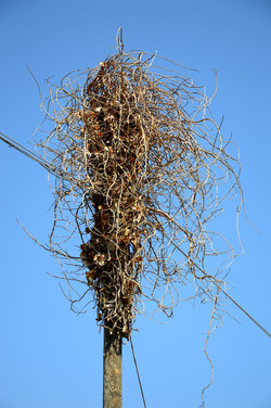 GRANDE NIDO spontaneo in campagna. Fotografie di Giulio Azzarello &copy;2014.