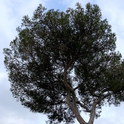 PINETA. Fotografie di Giulio Azzarello &copy;2022.