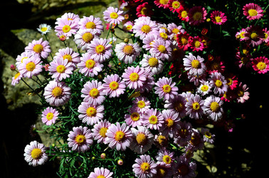 ORTO BOTANICO di Palermo in inverno. Fotografie di Giulio Azzarello &copy;2016.