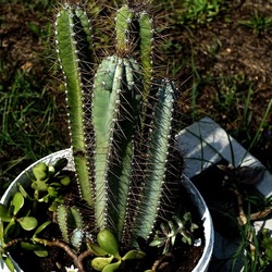 ZISA. Fotografie di Giulio Azzarello &copy;2023.