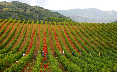 VENDEMMIA di AUTUNNO a S.Cristina Gela in Sicilia. Fotografie di Giulio Azzarello &copy;2016.