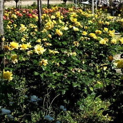 ROSETO. Fotografie di Giulio Azzarello &copy;2022.