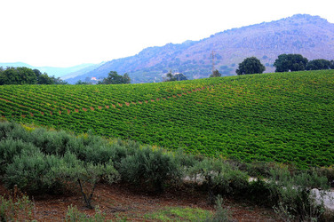 CAMPAGNA SICILIANA. Fotografie di Giulio Azzarello &copy;2016.