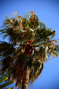 MACCHIA MEDITERRANEA in Sicilia. Fotografie di Giulio Azzarello &copy;2106.