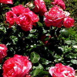 ROSETO. Fotografie di Giulio Azzarello &copy;2022.