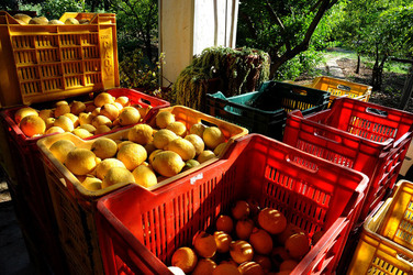 LIMONI di Sicilia coltivati in modo biologico. Fotografie di Giulio Azzarello &copy;2014.