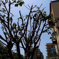 RAMI. Fotografie di Giulio Azzarello &copy;2022.