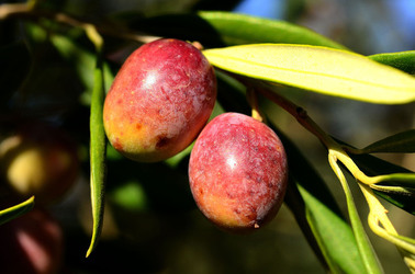 ULIVETO in autunno. Fotografie di Giulio Azzarello ©2014. ULIVETO in autunno. Fotografie di Giulio Azzarello ©2014.