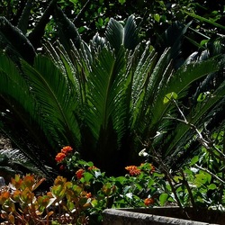 GIARDINO fotografie di Giulio Azzarello ©2019. GIARDINO fotografie di Giulio Azzarello ©2019.