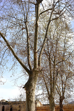 VILLA BONANNO a Palermo. Fotografie di Giulio Azzarello &copy;2016.