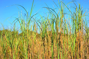 CANNETI in SICILIA. Fotografie di Giulio Azzarello &copy;2016.