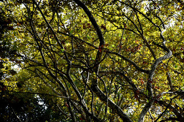 GIARDINI della BIENNALE a Venezia. Foto di Giulio Azzarello &copy;2015 2016.