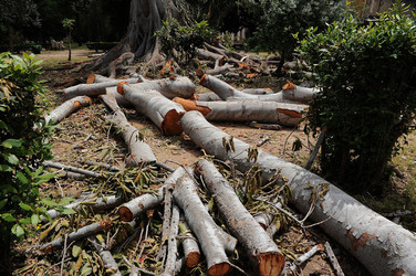 ALBERO SECOLARE nella sua potatura. Fotografie di Giulio Azzarello &copy;2014.