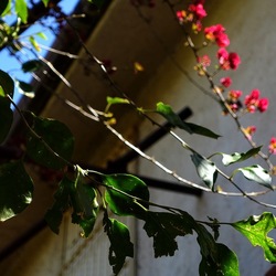GIARDINO SICILIANO. Fotografie di Giulio Azzarello &copy;2024.