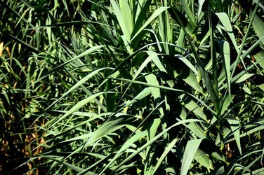 HABITAT NATURA in campagna. Fotografie di Giulio Azzarello ©2015 2016. HABITAT NATURA in campagna. Fotografie di Giulio Azzarello ©2015 2016.