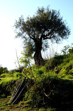 GOLE DELL ALCANTARA in Sicilia. Fotografie di Giulio Azzarello &copy;2016.