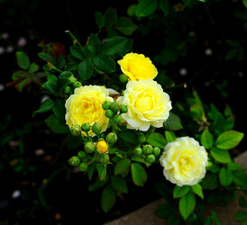 CAMPAGNA SICILIANA. Fotografie di Giulio Azzarello &copy;2016.