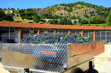 AZIENDA VITIVINICOLA in Sicilia. Fotografie di Giulio Azzarello ©2016. AZIENDA VITIVINICOLA in Sicilia. Fotografie di Giulio Azzarello ©2016.