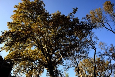 VENEZIA Giardini della Biennale di Arch. Cont.. Fotografie di Giulio Azzarello ©2022.