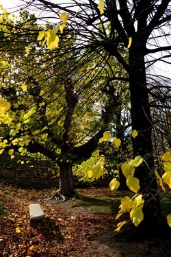 FIRENZE PALAZZO PITTI e GIARDINO DI BOBOLI. Fotografie di Giulio Azzarello &copy;2022.