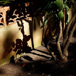 ORTO BOTANICO DI PALERMO. Fotografie di Giulio Azzarello ©2022. ORTO BOTANICO DI PALERMO. Fotografie di Giulio Azzarello ©2022.