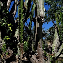 GIARDINO. Fotografie di Giulio Azzarello ©2022.