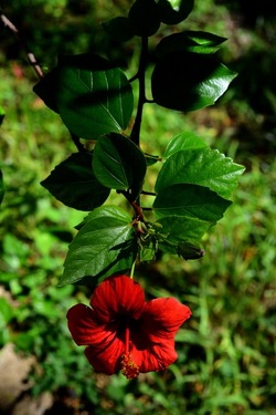 GIARDINO SICILIANO fotografie di Giulio Azzarello &copy;2020.