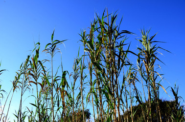 MACCHIA MEDITERRANEA in Sicilia. Fotografie di Giulio Azzarello &copy;2106.