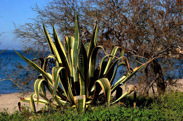 AGAVE selvatica sul mare in Sicilia a Cefalù. Fotografie di Giulio Azzarello ©2014. AGAVE selvatica sul mare in Sicilia a Cefalù. Fotografie di Giulio Azzarello ©2014.