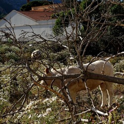 BESTIE. Fotografie di Giulio Azzarello ©2022. BESTIE. Fotografie di Giulio Azzarello ©2022.